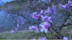 龙山：映水桃花别样红