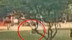 1岁女童遭大型犬飞扑抓伤 狗主人竟一走了之