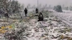 吉林多地迎秋末第一场雪：出现明显霜冻 村民冒雪掰玉米
