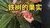 铁树结的果实能吃吗？
