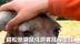 超松弛袋鼠任游客抚摸走红   动物园称没应激行为 专家提醒袋鼠生性胆小，最好别摸