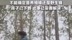 镇政府回应4岁女童被蜜蜂蜇伤身亡