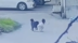 株洲恶犬连袭多人女童被咬11处，终被村民围堵打死