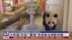 大熊猫“荷风”“兰韵”亮相维也纳动物园