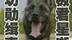 功勋缉毒犬极君星逝世，从警8年协助破百案，搜毒160余斤