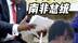 特朗普突袭南非总统，会晤现场播放视频指控南非“种族灭绝”？