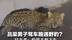 吕梁男子驾车路遇野豹？目击者：怕得不敢下车    林业局称疑似野生花豹，已上报处理