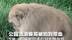 公园流浪猴哥被拍到带血   当地：打麻醉针或打到毛细血管  游客长期投喂高盐食物，将送归自然