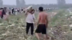 安徽数百名村民哄抢未收土豆，承包商：每天抢走十多万斤，损失数十万