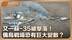 俄乌战局：F-16VS苏-35