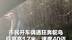 市民开车偶遇狂奔鸵鸟 目测高1.7米，速度40迈 “它还转过头来对我‘笑’了一下”
