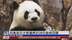 四只旅日大熊猫将于28日启程回国