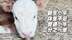 被兽医“判死刑”的袖珍牛 摔烂膝盖也要站起来