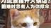 重庆饭馆老板给流浪猫开火锅店，免费提供吃住