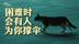 困境中总有人为你撑伞，重庆餐厅老板给流浪猫开火锅店，吃住免费