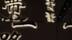 如果文物会说话｜在这里和“动物天团”邂逅汉魏风景