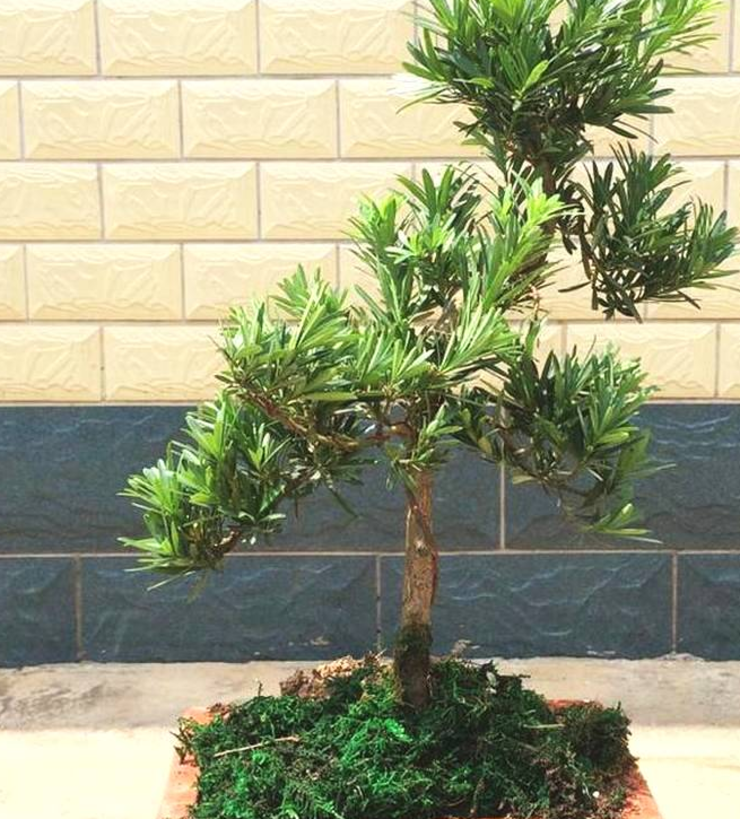 客厅最旺的三种树是什么树 08c95ee64d7b2ba840241b077b0cd614.png