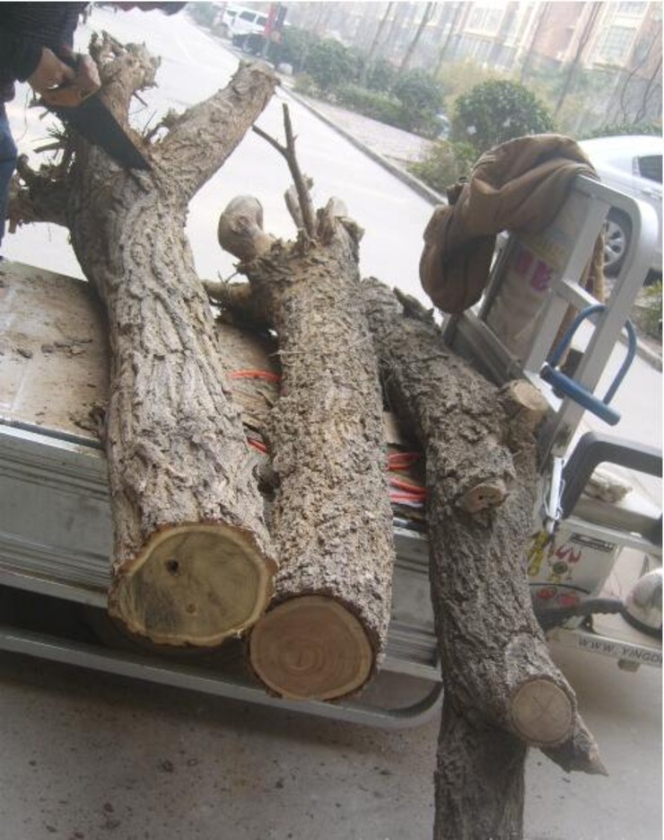 榆树加厚木板 小伙竟用它在客厅做了想不到的东西!