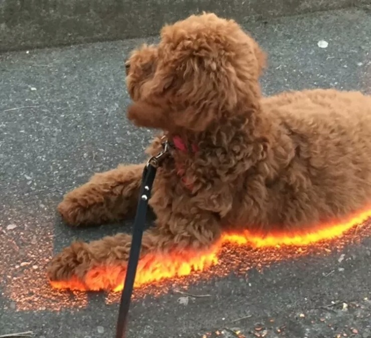 一鹰p图牛头枫叶猜成语_牛头一护