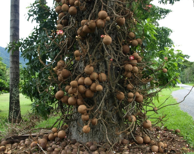 路边发现浑身挂满"炸弹"的树,导游极力劝阻勿靠近