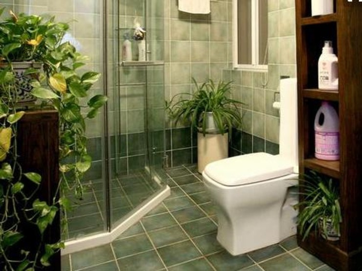 特别能吸潮的4种绿植, 放卫生间堪比空气净化器