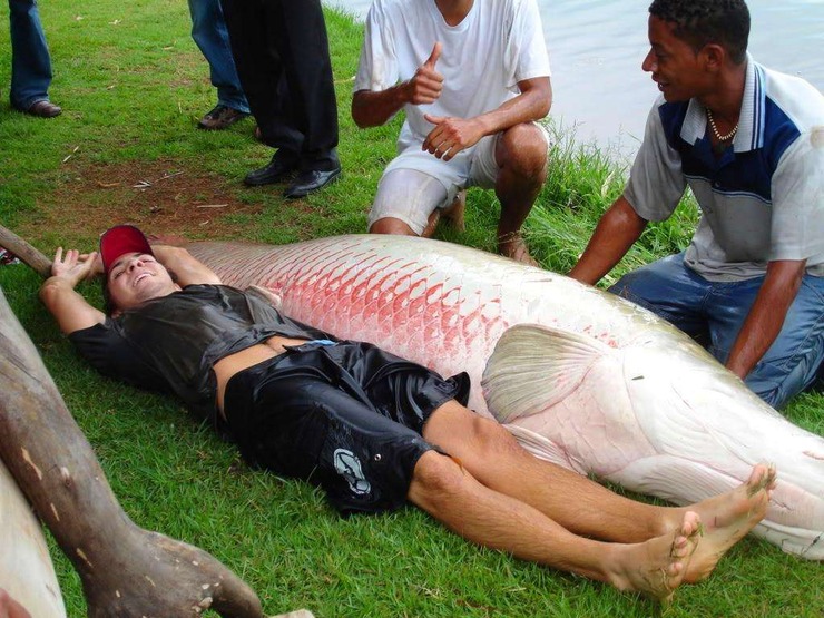 最长达3米体形巨大的淡水鱼,巨骨舌鱼