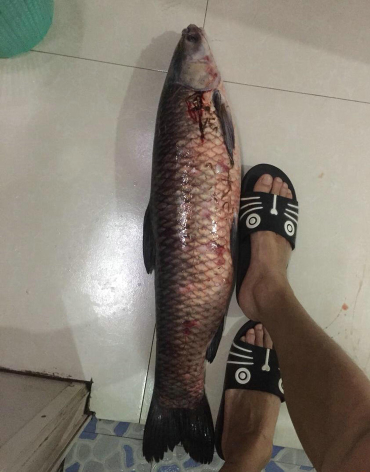 牛羊成群猜一成语_牛羊成群(3)