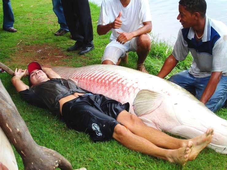 最长达3米体形巨大的淡水鱼,巨骨舌鱼