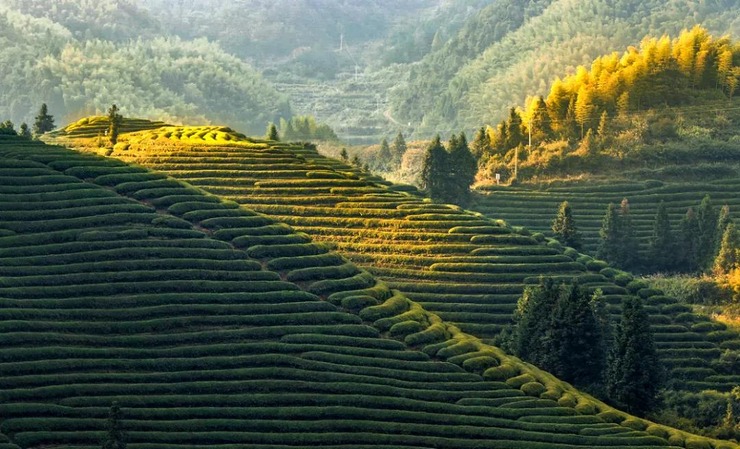 层层茶园环绕一个高山湖泊，湖中还有一个也是茶园的小岛，景色绝佳，每年都吸引很多摄影家前来创作采风。图