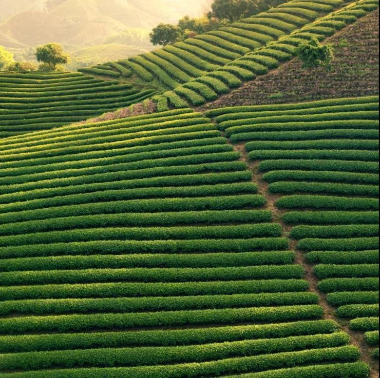 在武义，还有一个鲜为人知的茶园——大圆塘茶园，在海拔1100米的山势之上，独占梯田、茶田、石阶，浑然