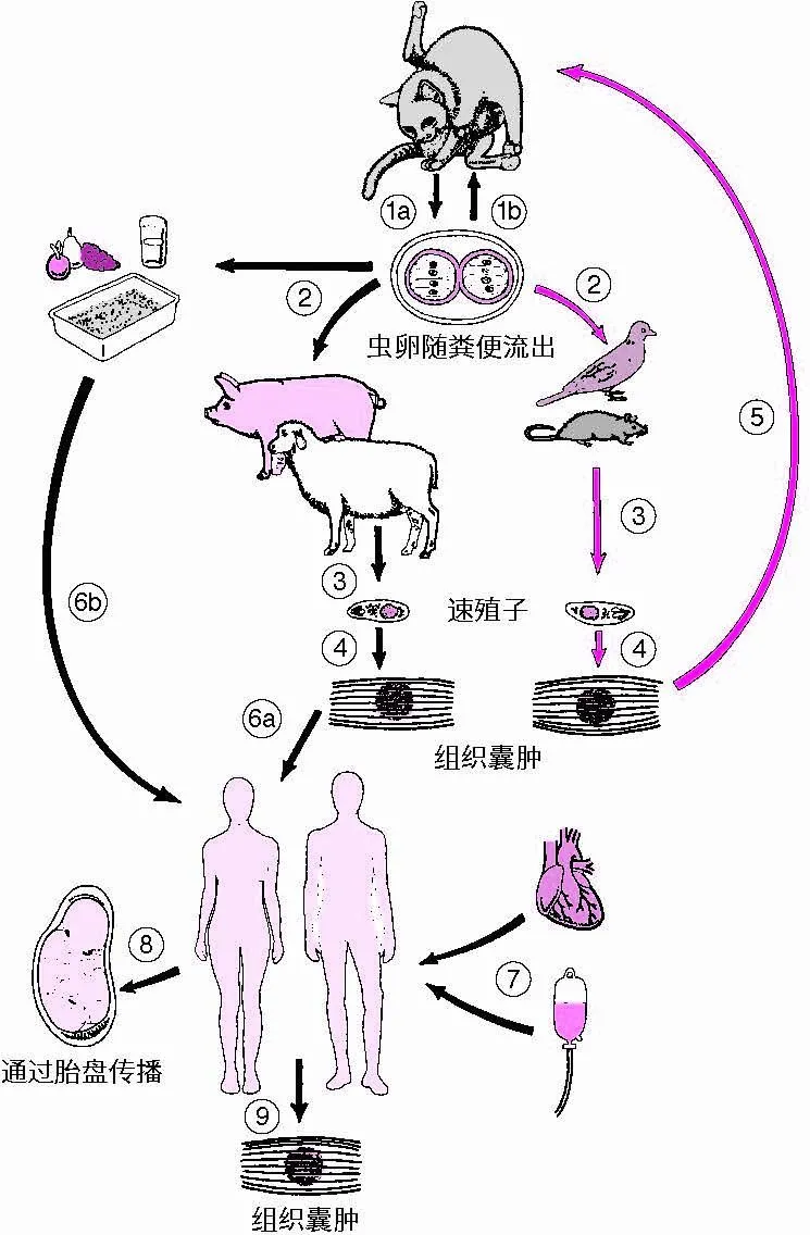 这都可以？（我怀孕了恶搞图片）我怀孕了恶搞图片表情包 第3张