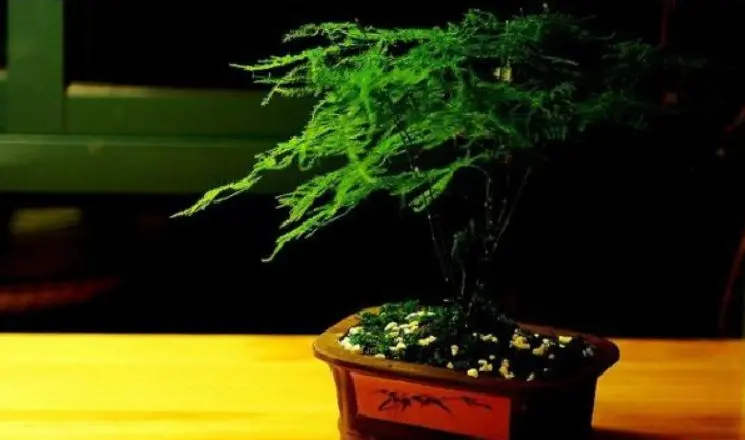文竹怎么养？文竹的养殖方法和注意事项-文竹怎么养殖才能养得活养得好