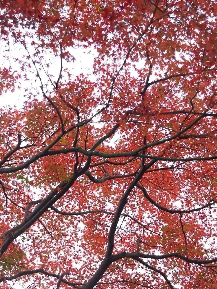 小红书@green