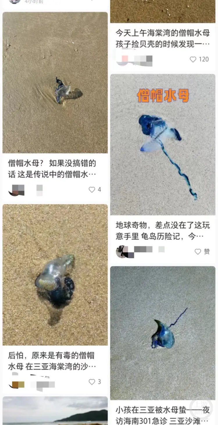 在三亚的游客反映在沙滩上发现僧帽水母。网络图