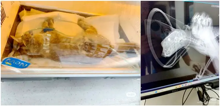 南京大学校庆日网红“校猫”被钢珠打碎头骨？校保卫处：暂未锁定嫌疑人