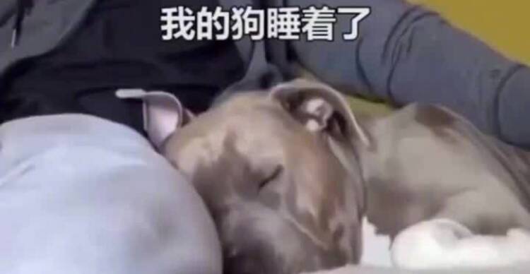 如何叫醒一只熟睡的狗 凤凰网