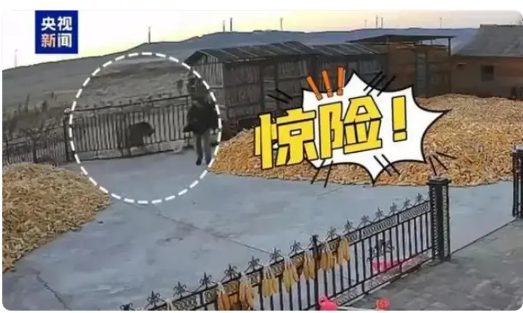 五问“黑龙江老虎进村伤人”：一只还是两只？