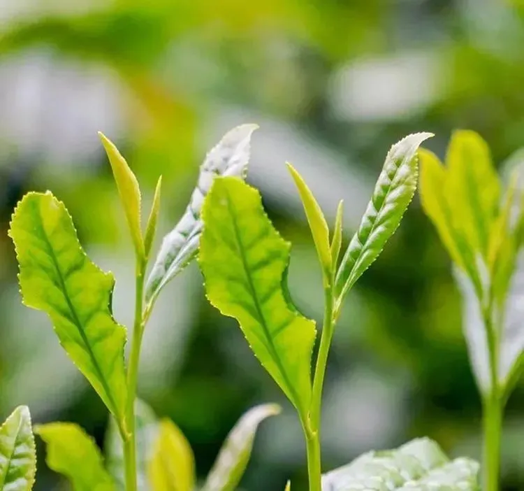 中国"最好喝"茶叶排名前7名，都是来自原产地，没喝过的别后悔（中国好喝的茶叶排名前50名）