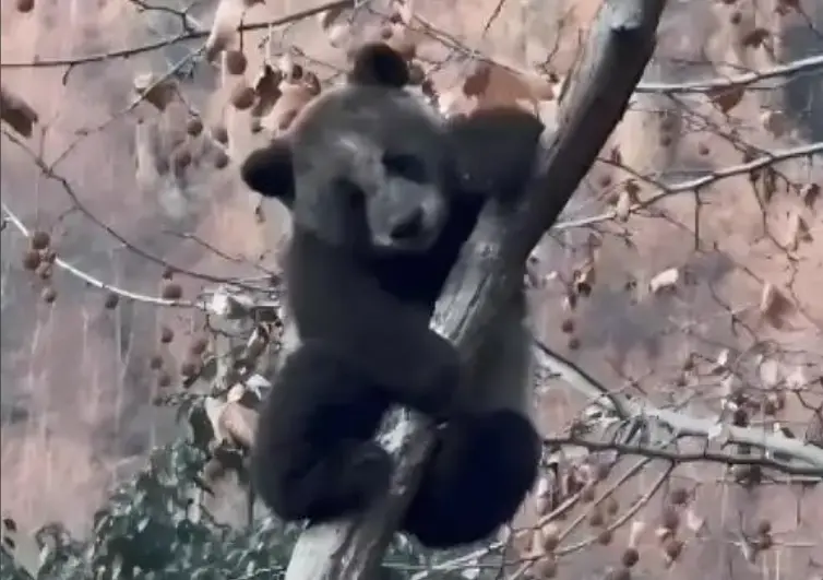 网友关注全网最黑大熊猫，基地：就是脏的
