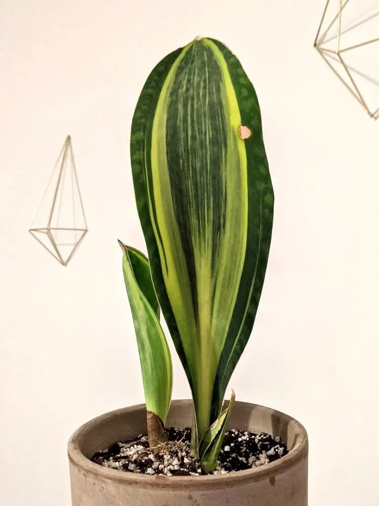 叶子像一条鲸鱼的梅森虎尾兰，是耐阴小众且清新的室内盆栽绿植-叶子像一条鲸鱼的梅花是什么