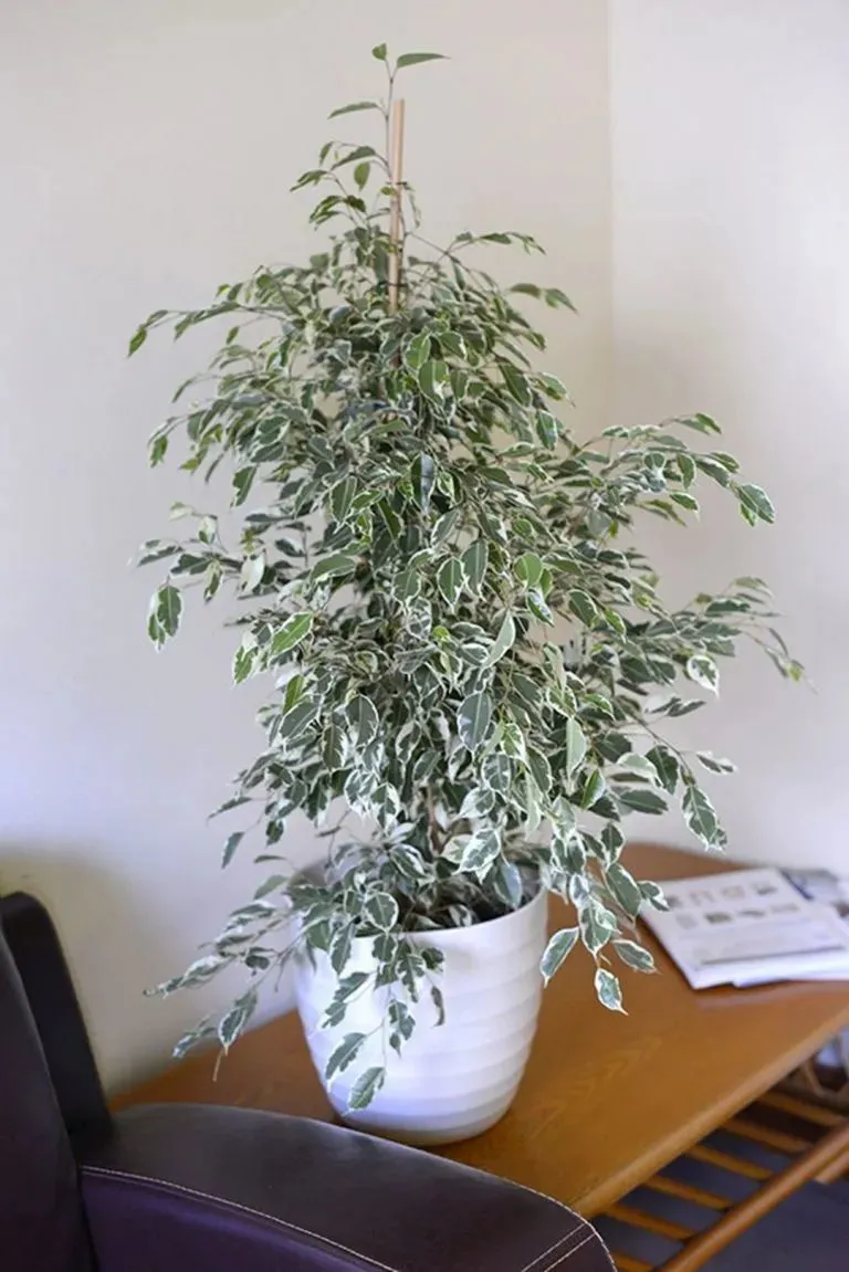 4种适合园艺新手的盆栽绿植，耐看不贵，夏季高温也可以入手-园艺树有哪些