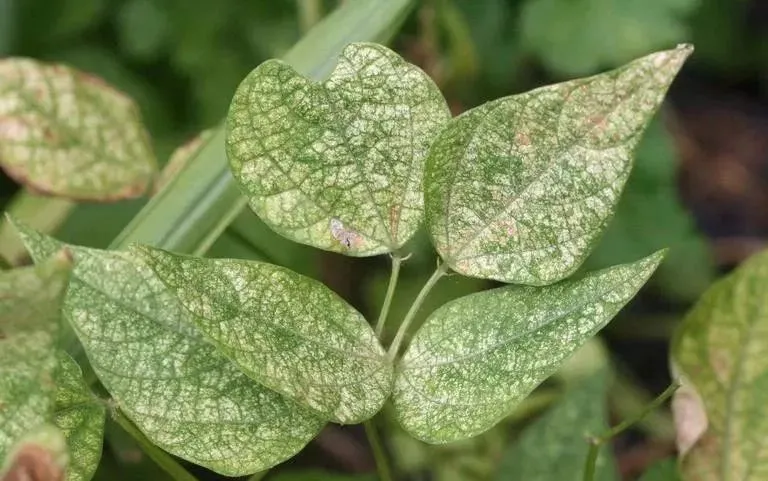 家里的盆栽绿植不小心感染红蜘蛛，没有喷药，用这几种方法解决-绿植有红蜘蛛用什么药