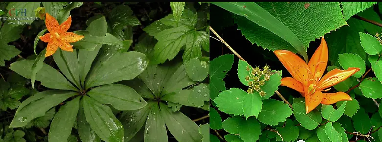 干货分享（带有花的诗句）带有花的诗句100个 第5张