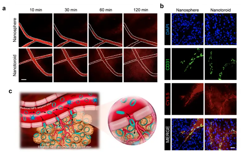 复旦大学JACS孔彪团队开发智能纳米环，为难渗透实体瘤治疗带来新希望_https://www.izongheng.net_快讯_第2张