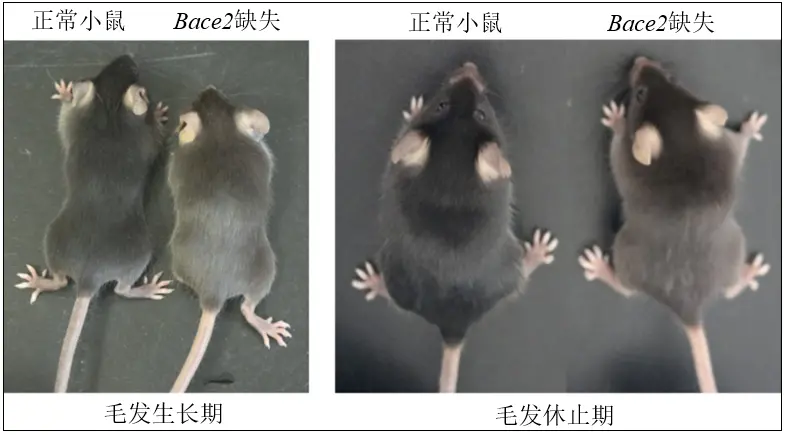 基因敲除小鼠模型揭示 Bace2 缺失会降低小鼠毛发中黑素小体数量（图片来源：文献2）