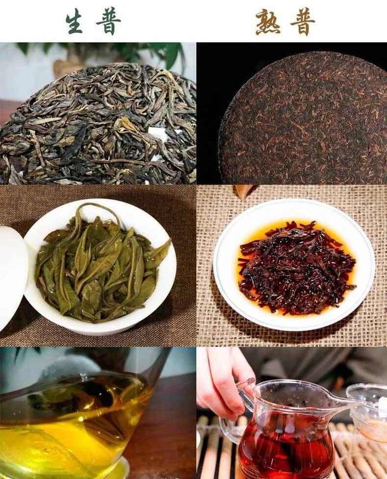 肇庆凤朝凰：生普和熟普洱茶的营养价值-凤牌普洱生茶f7815