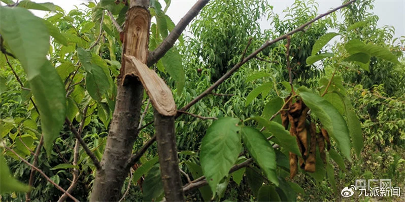 被折断的桃树树枝（央广网记者 庄滨滨 摄）