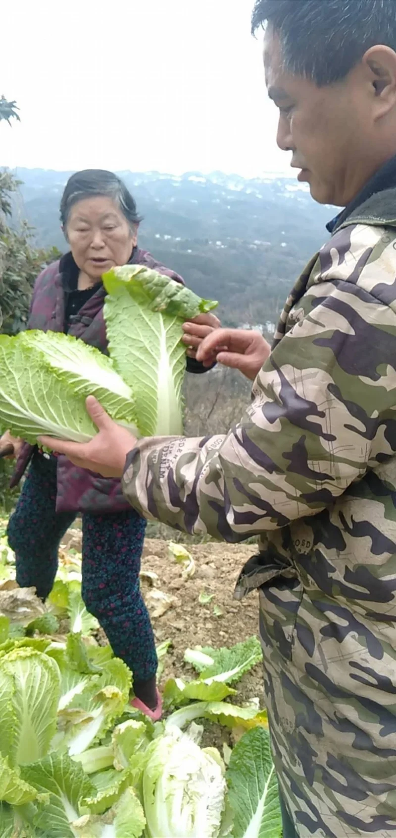 这样也行？（聊赠一枝春的全诗）聊赠一枝春小说无防盗 第3张