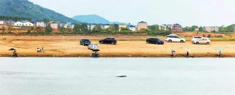9月7日，江西都昌县大咀头附近水域，一头江豚露出水面，岸边有许多垂钓爱好者。新京报记者 郭延冰 摄