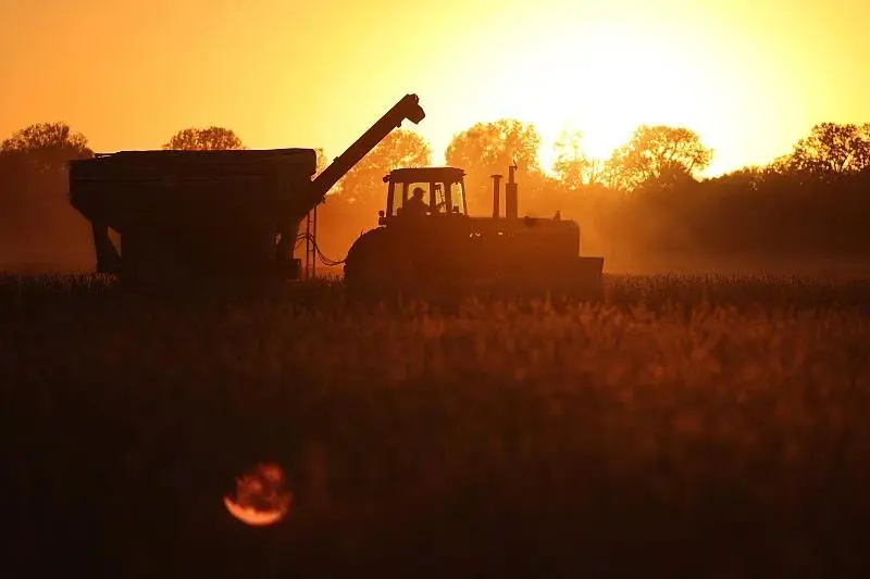 ▲资料图片：一农民在密西西比河沿岸的田地里收割大豆。（视觉中国）